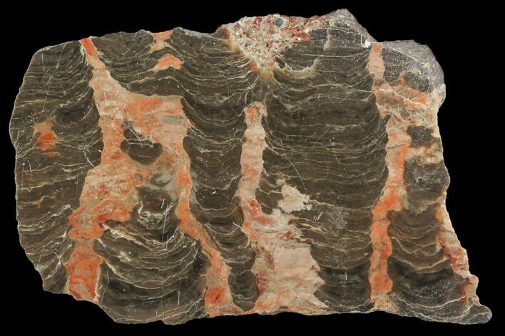 Polished Stromatolite (Inzeria) Section - Million Years #130644